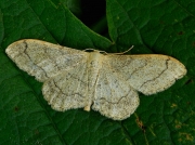1713 Riband Wave (Idaea aversata)