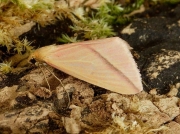 1716 The Vestal (Rhodometra sacraria)