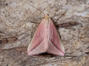 1716 The Vestal (Rhodometra sacraria)