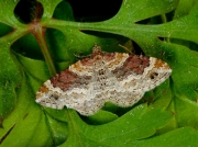 1724 Red Twin-spot Carpet (Xanthorhoe spadicearia)