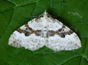 1727 Silver-ground Carpet (Xanthorhoe montanata)