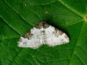 1728 Garden Carpet (Xanthorhoe fluctuata)