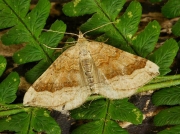 1732 Shaded Broad-bar (Scotopteryx chenopodiata)