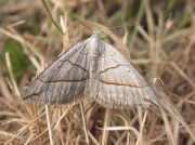 1734 July Belle (Scotopteryx luridata)