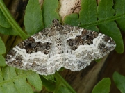 1738 Common Carpet (Epirrhoe alternata)