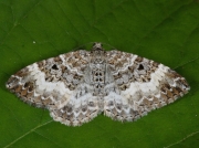 1738 Common Carpet (Epirrhoe alternata)