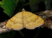 1742 Yellow Shell (Camptogramma bilineata)