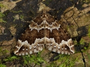 1750 Water Carpet (Lampropteryx suffumata)