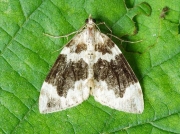 1762 Dark Marbled Carpet (Chloroclysta citrata)