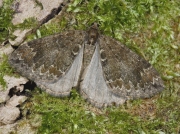 1764 Common Marbled Carpet (Chloroclysta truncata)