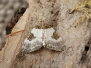 1766 Blue-bordered Carpet (Plemyria rubiginata)