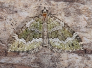 1774 Beech-green Carpet (Colostygia olivata)
