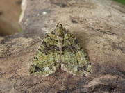 1777 July Highflyer (Hydriomena furcata)