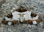 1784 Pretty Chalk Carpet (Melanthia procellata)