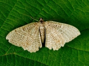 1789 Scallop Shell (Rheumaptera undulata)