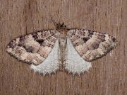 1790 The Tissue (Triphosa dubitata)