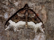 1794 Sharp-angled Carpet (Euphyia unangulata)