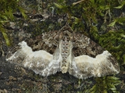 1794 Sharp-angled Carpet (Euphyia unangulata)