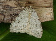 1795 Epirrita species