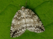 1795 Epirrita species