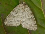 1795 Epirrita species
