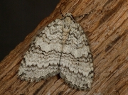 1795 Epirrita species
