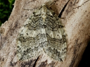1795 Epirrita species