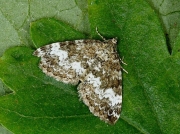 1803 Small Rivulet (Perizoma alchemillata)