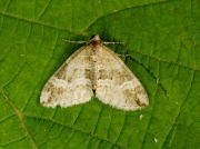 1804 Barred Rivulet (Perizoma bifaciata)