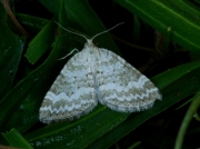 1807 Grass Rivulet (Perizoma albulata)
