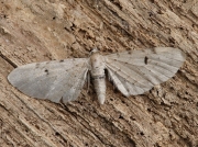 1833 Bleached Pug (Eupithecia expallidata)