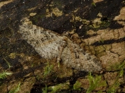 1852 Brindled Pug (Eupithecia abbreviata)