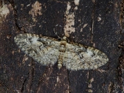 1853 Oak-tree Pug (Eupithecia dodoneata)