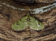 1858 The V-Pug (Chloroclystis v-ata)