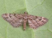 1862 Double-striped Pug (Gymnoscelis rufifasciata)