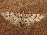 1862 Double-striped Pug (Gymnoscelis rufifasciata)