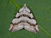1867 Treble-bar (Aplocera plagiata)