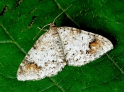 1872 Blomer's Rivulet (Discoloxia blomeri)