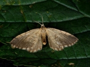 1874 Dingy Shell (Euchoeca nebulata)
