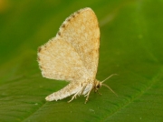 1874 Dingy Shell (Euchoeca nebulata)
