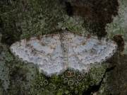 1877 Waved Carpet (Hydrelia sylvata)