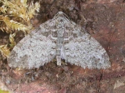 1879 The Seraphim (Lobophora halterata)