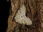 1881 Early Tooth-striped (Trichopteryx carpinata)
