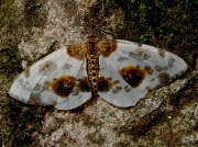 1885 Clouded Magpie (Abraxas sylvata)