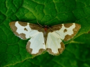 1887 Clouded Border (Lomaspilis marginata)