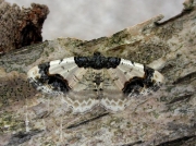 1888 Scorched Carpet (Ligdia adustata)