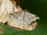 1890 Sharp-angled Peacock (Macaria alternata)