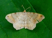 1893 Tawny-barred Angle (Macaria liturata)