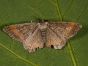 1893 Tawny-barred Angle (Macaria liturata) - f. nigrofulvata
