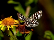 1894 Latticed Heath (Chiasmia clathrata)